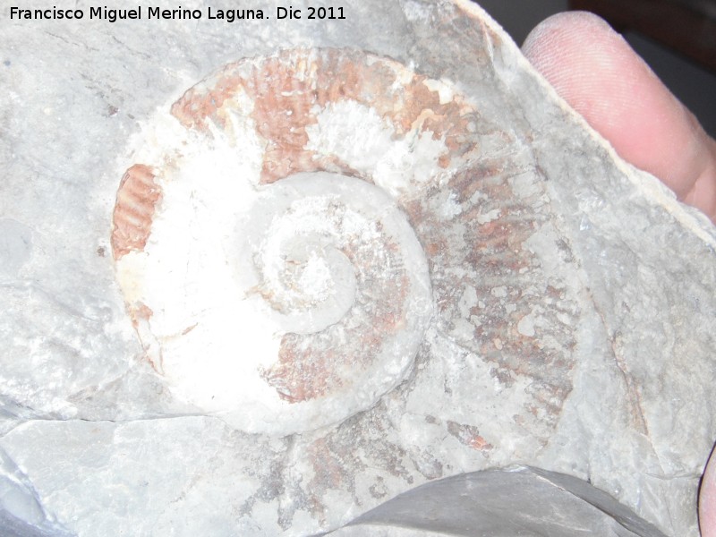 Ammonites Crioceras loryi - Ammonites Crioceras loryi. Los Villares
