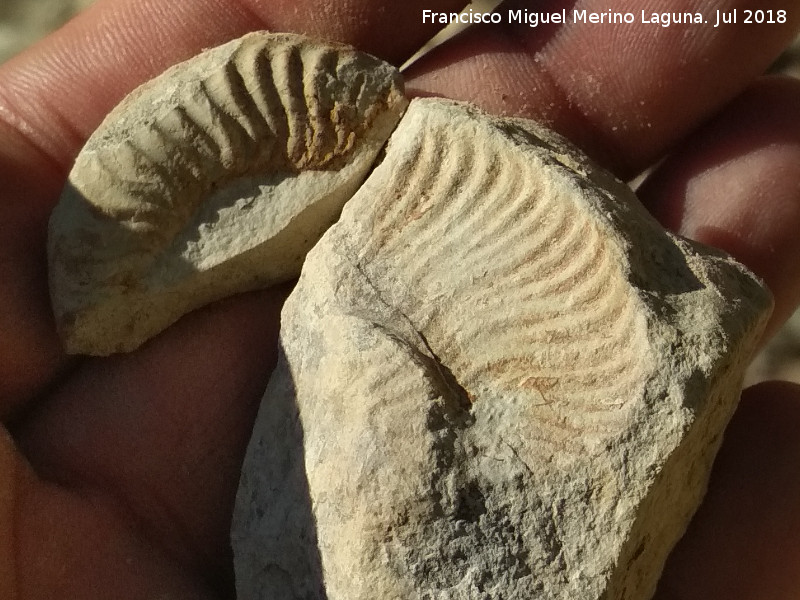 Ammonites Crioceras loryi - Ammonites Crioceras loryi. Santa Cristina - Jan