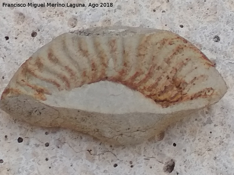 Ammonites Crioceras loryi - Ammonites Crioceras loryi. Aldea Santa Cristina - Jan