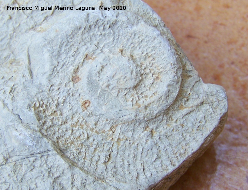 Ammonites Emericeras - Ammonites Emericeras. Los Villares