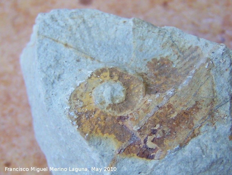 Ammonites Emericeras - Ammonites Emericeras. Los Villares