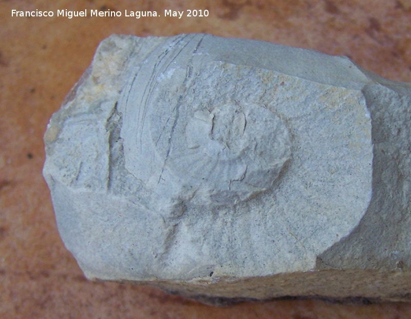 Ammonites Emericeras - Ammonites Emericeras. Los Villares