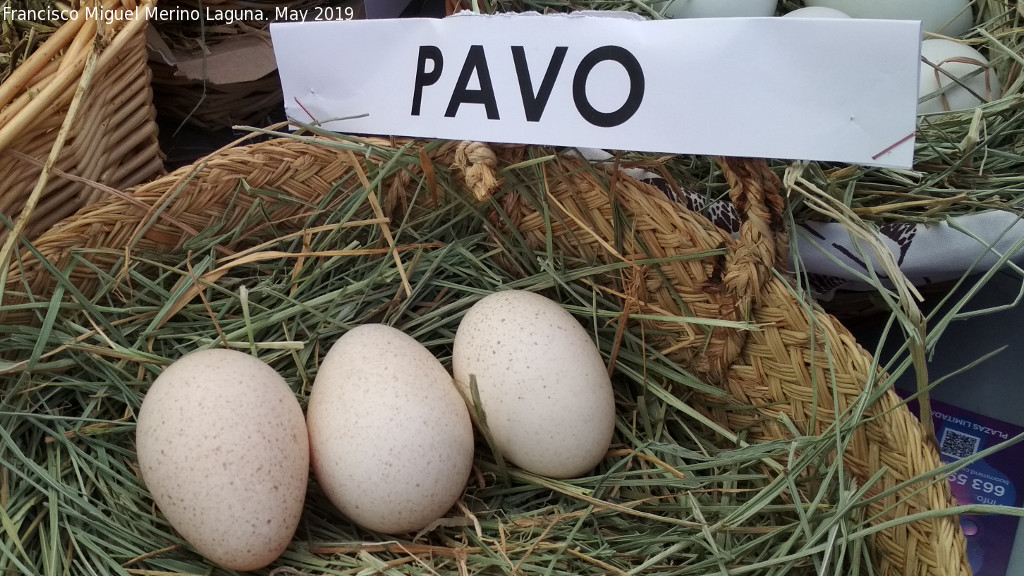 Pjaro Pavo - Pjaro Pavo. Huevos. Parque de las Ciencias - Granada
