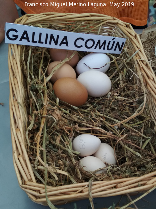 Pjaro Gallina - Pjaro Gallina. Huevos. Parque de las Ciencias - Granada