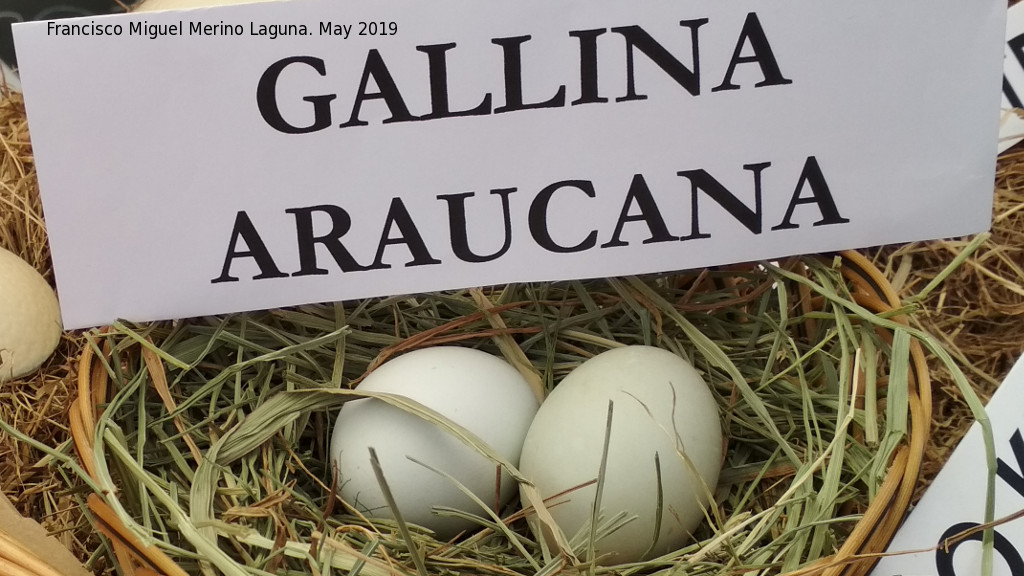 Pjaro Gallina - Pjaro Gallina. Huevos de gallina araucana. Parque de las Ciencias - Granada