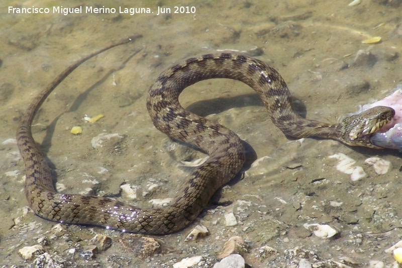 Culebra viperina - Culebra viperina. La Beata - Valdepeas