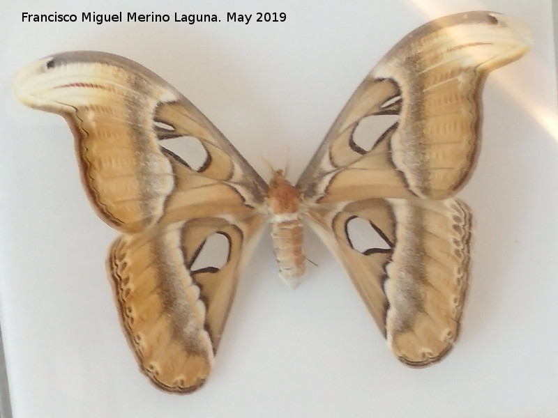 Mariposa Atlas - Mariposa Atlas. Parque de las Ciencias - Granada