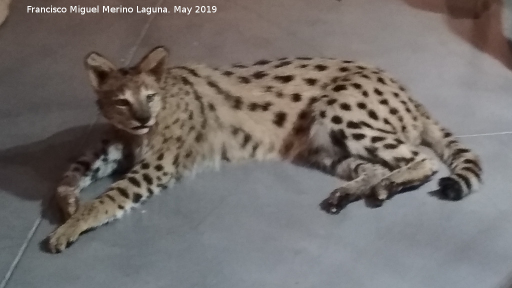 Serval - Serval. Parque de las Ciencias - Granada