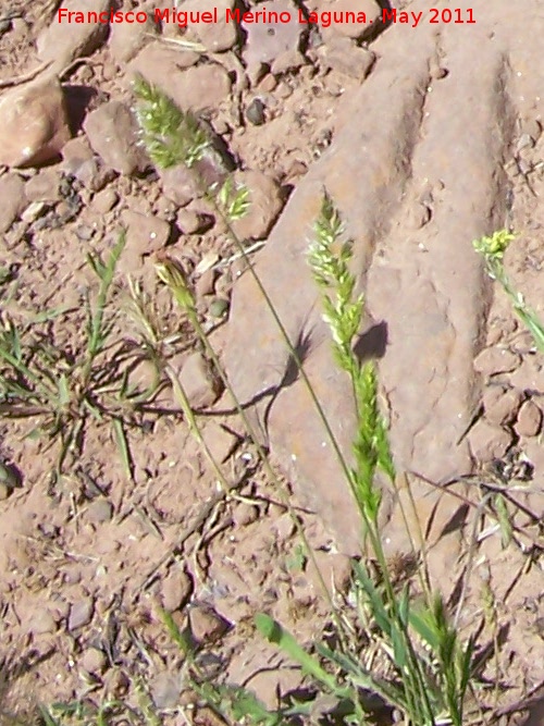 Corynephorus canescens - Corynephorus canescens. El Paso - Navas de San Juan
