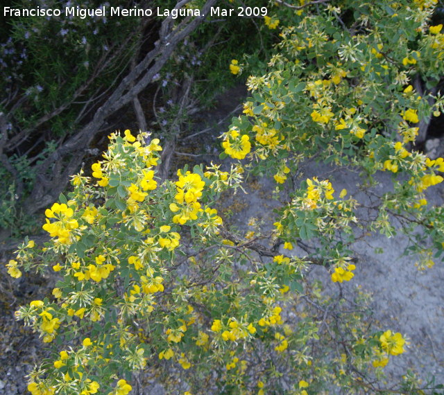 Coronilla juncea - Coronilla juncea. Jan