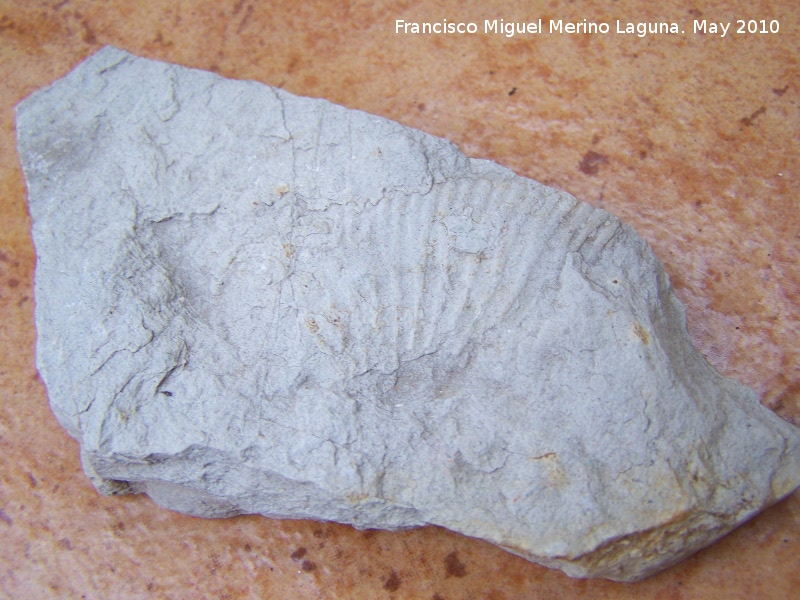 Ammonites Perisphinctes - Ammonites Perisphinctes. Los Villares