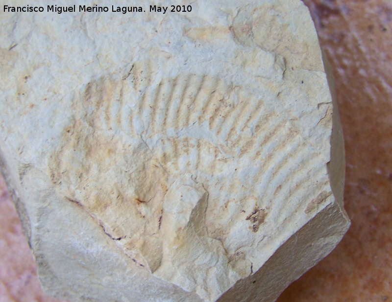 Ammonites Perisphinctes - Ammonites Perisphinctes. Los Villares