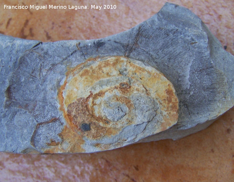 Ammonites Monophylites - Ammonites Monophylites. Los Villares