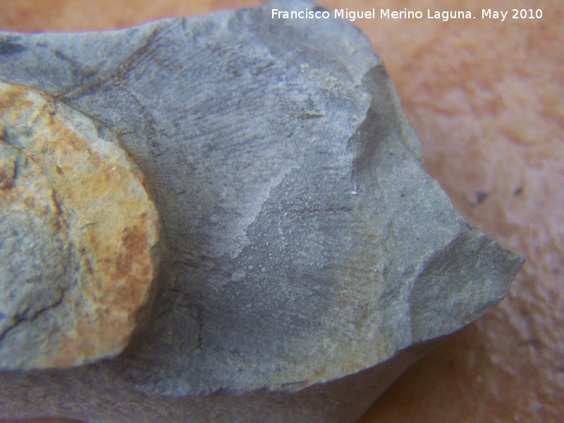 Ammonites Monophylites - Ammonites Monophylites. Los Villares