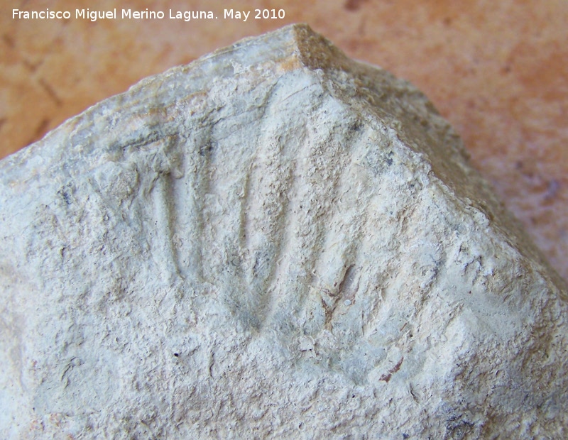 Ammonites Anahamulina - Ammonites Anahamulina. Los Villares