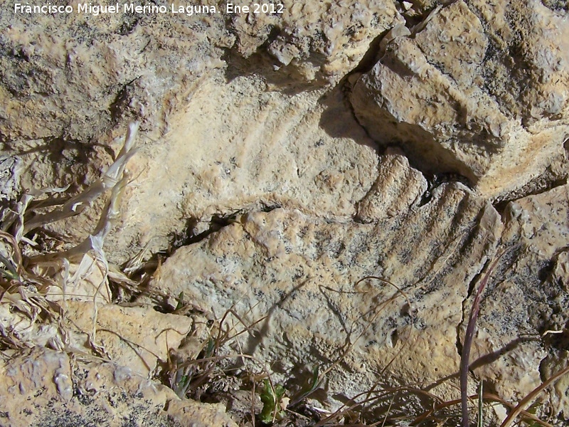 Ammonites Anahamulina - Ammonites Anahamulina. La Veleta - Los Villares