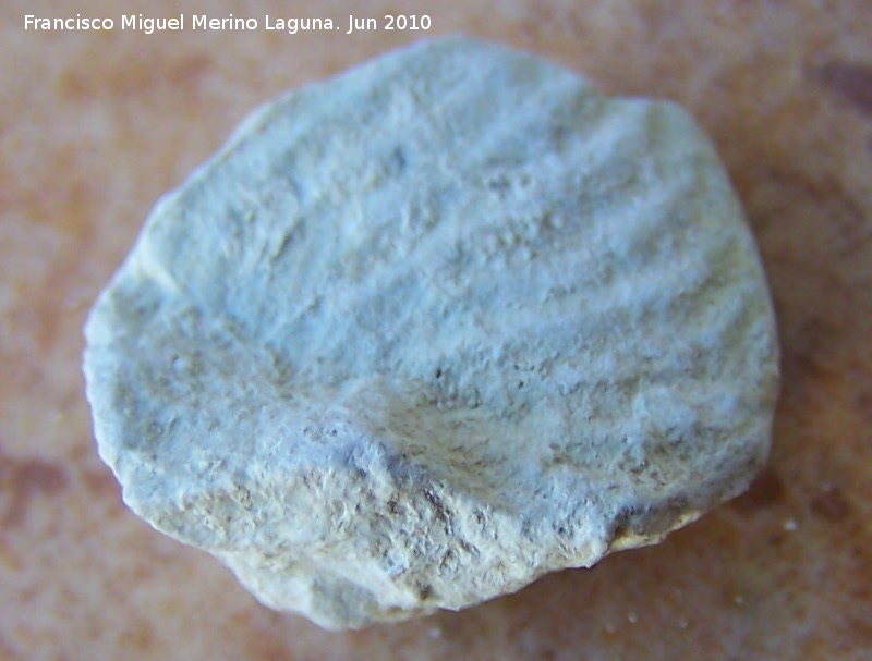 Ammonites Anahamulina - Ammonites Anahamulina. Los Caones - Jan