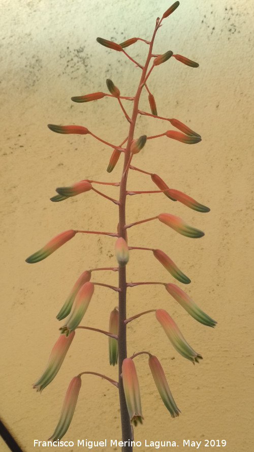 Cactus Aloe humilis - Cactus Aloe humilis. Flores. Los Villares
