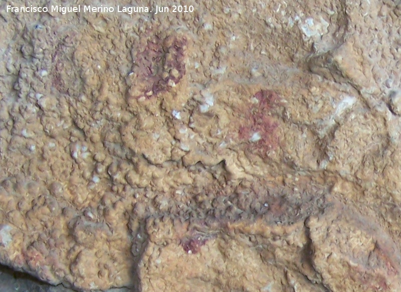 Pinturas rupestres de la Cueva de los Soles de la Pared Exterior - Pinturas rupestres de la Cueva de los Soles de la Pared Exterior. Puntos