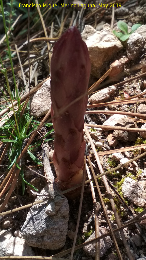 Orobanche - Orobanche. Los Pardales - Orcera