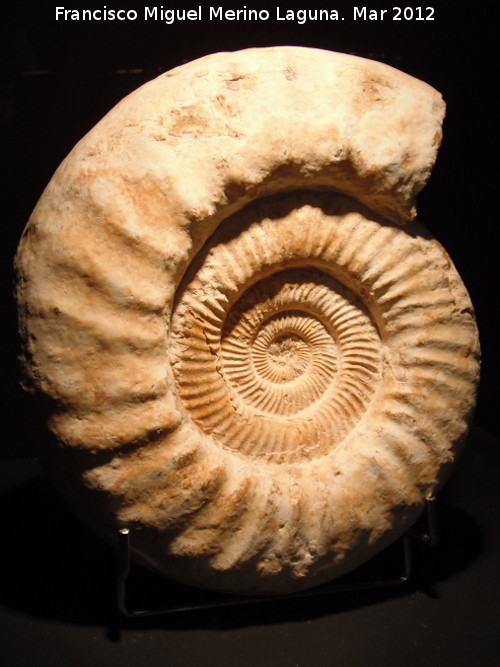 Ammonites Ataxioceras - Ammonites Ataxioceras. 