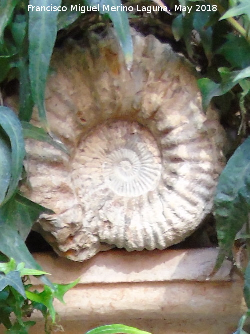 Ammonites Ataxioceras - Ammonites Ataxioceras. Crdoba