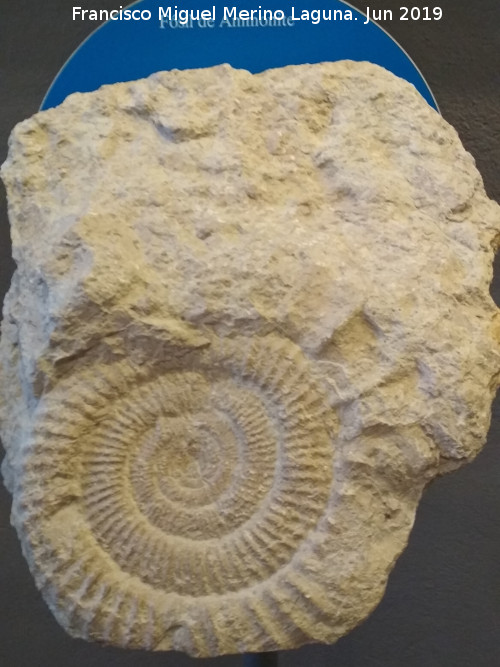 Ammonites Ataxioceras - Ammonites Ataxioceras. Centro de Interpretacin de la Prehistoria de Ardales