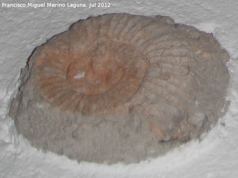 Ammonites Ataxioceras - Ammonites Ataxioceras. Aldea Morrin - Yeste