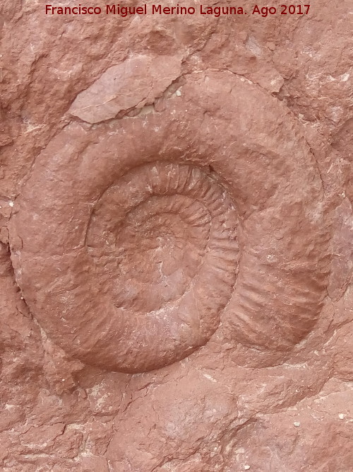 Ammonites Ataxioceras - Ammonites Ataxioceras. Tajos del Buitre - Campillo de Arenas