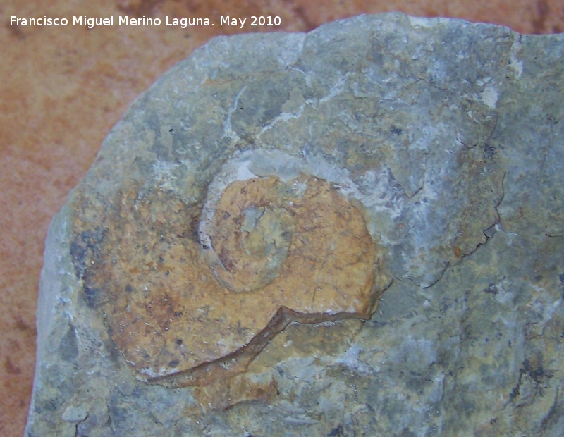 Ammonites Glochiceras - Ammonites Glochiceras. Los Villares