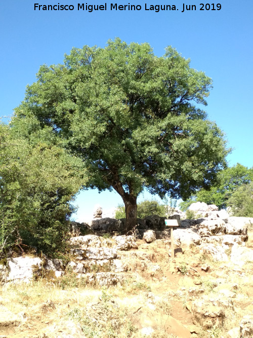 Torcal de Antequera. Arce de Montpelier - Torcal de Antequera. Arce de Montpelier. 