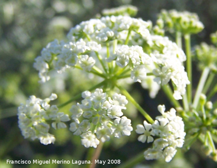 Cicuta - Cicuta. Navas de San Juan