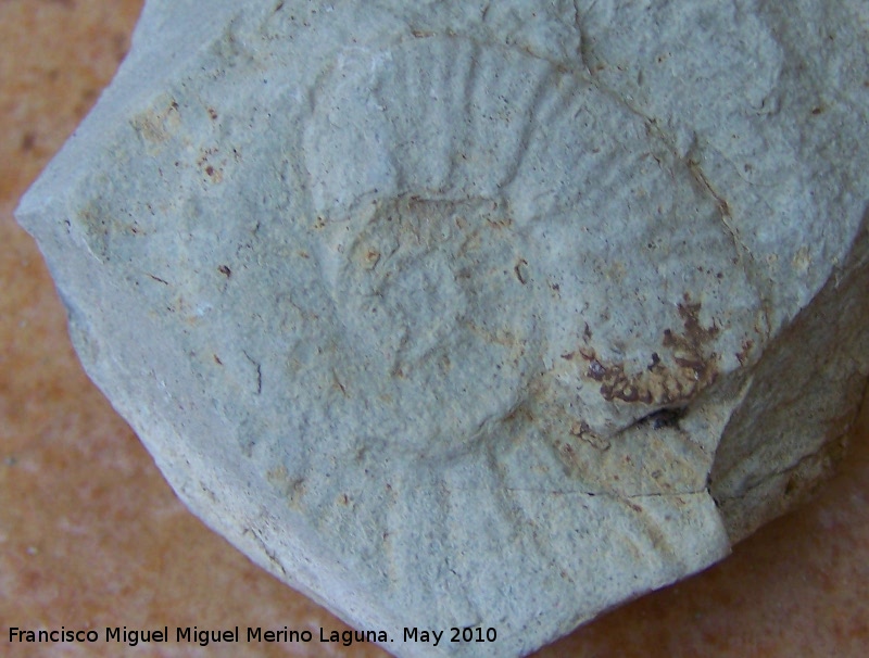 Ammonites Rasenia - Ammonites Rasenia. Los Villares
