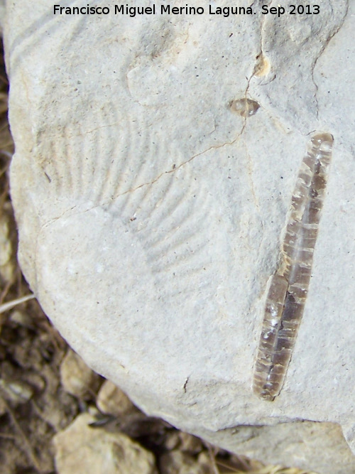 Ammonites Rasenia - Ammonites Rasenia. El Chorro - Quesada