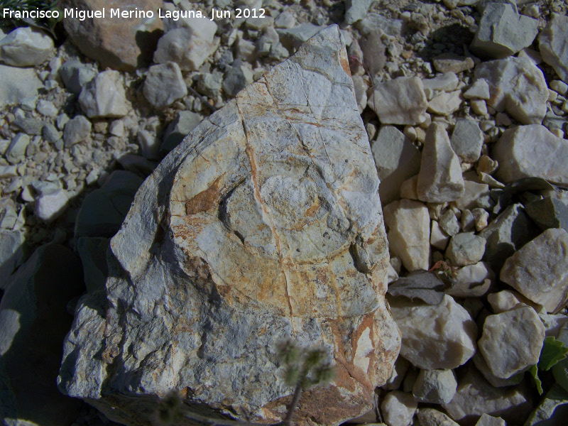 Ammonites Psiloceras - Ammonites Psiloceras. Majadillas - Valdepeas de Jan