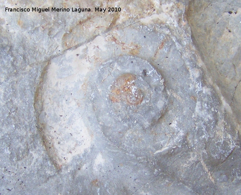 Ammonites Psiloceras - Ammonites Psiloceras. Los Villares