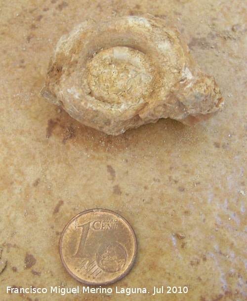 Ammonites Psiloceras - Ammonites Psiloceras. Arroyo Padilla - Jan