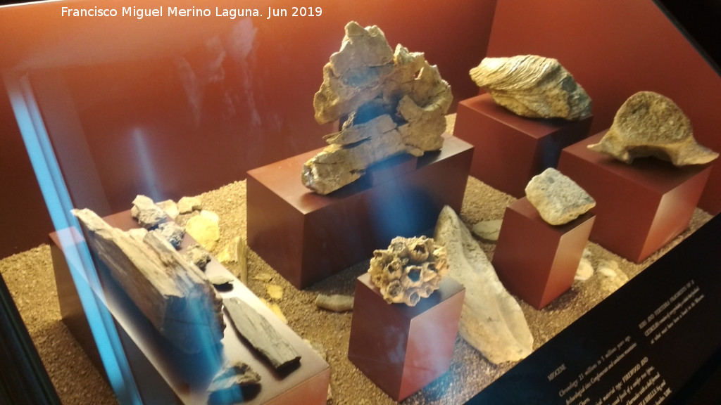 Mioceno - Mioceno. El Chorro - lora. Centro de Interpretacin de la Prehistoria de Ardales