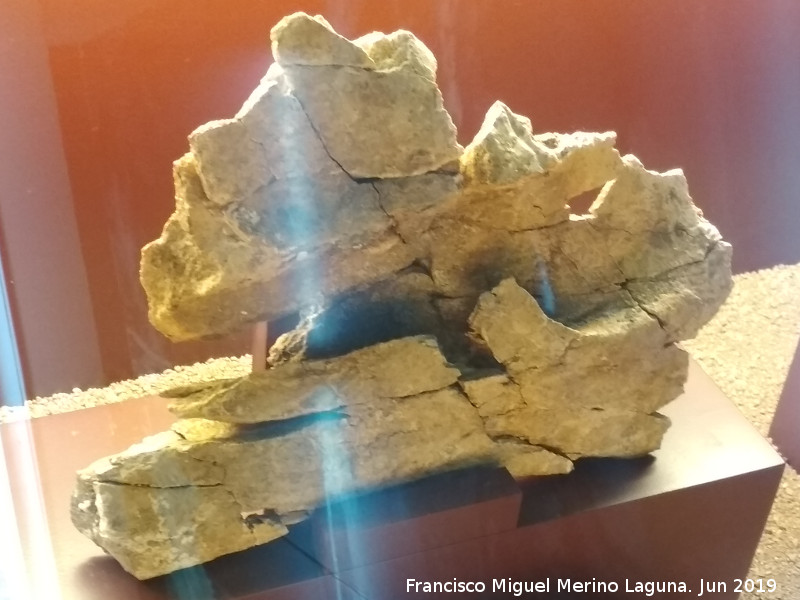 Mioceno - Mioceno. Madera fsil. Centro de Interpretacin de la Prehistoria de Ardales