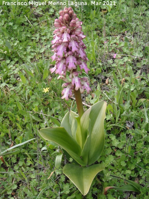 Orqudea gigante - Orqudea gigante. Encina Hermosa - Castillo de Locubn