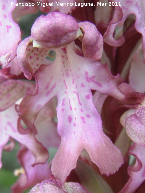 Orqudea gigante - Orqudea gigante. Encina Hermosa - Castillo de Locubn