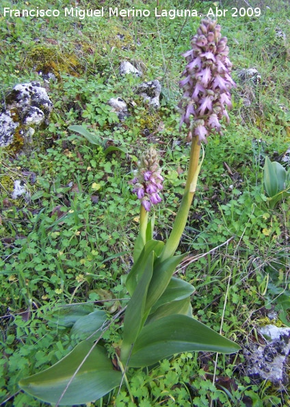 Orqudea gigante - Orqudea gigante. Jan