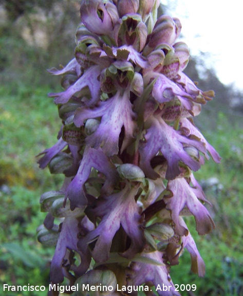 Orqudea gigante - Orqudea gigante. Jan