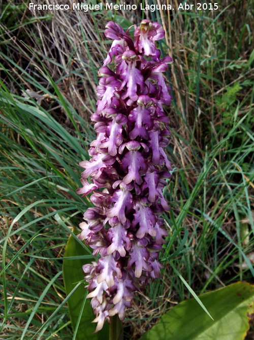 Orqudea gigante - Orqudea gigante. Los Caones - Los Villares