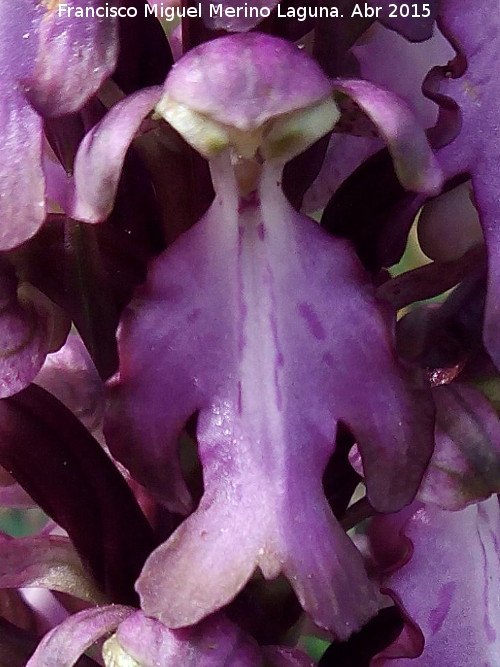Orqudea gigante - Orqudea gigante. Flor. Los Caones - Los Villares