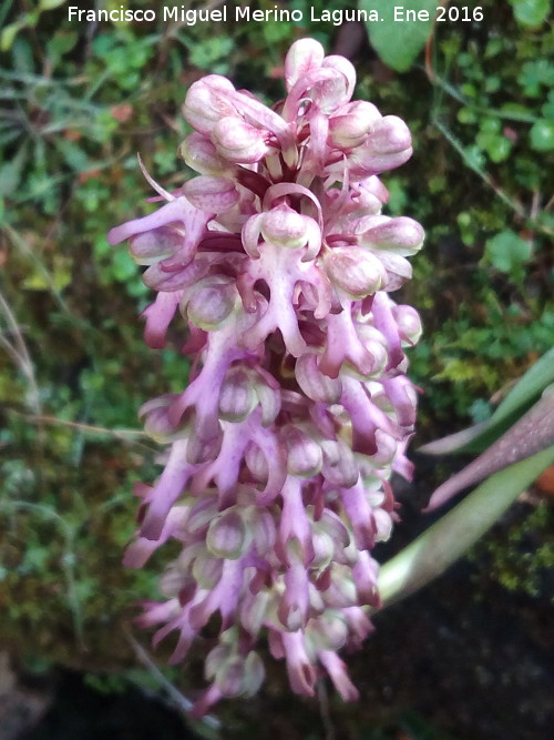 Orqudea gigante - Orqudea gigante. La Camua - Castillo de Locubn