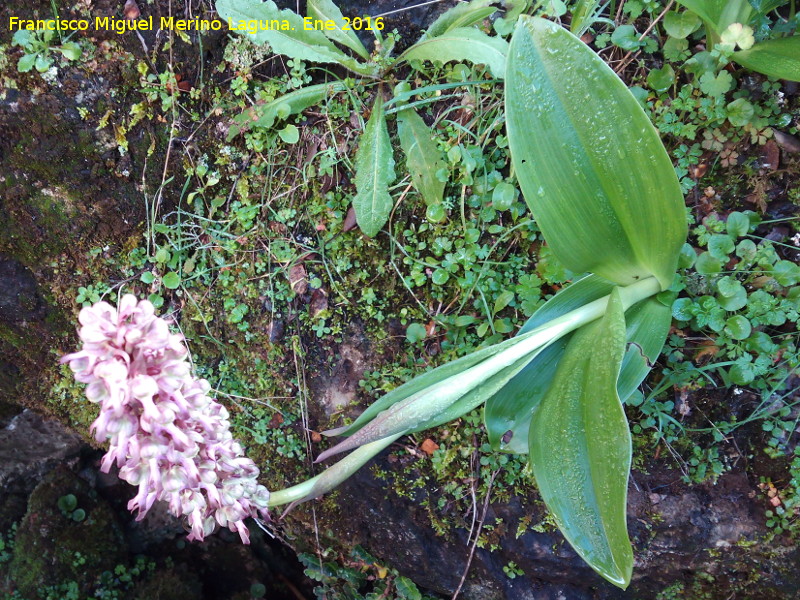 Orqudea gigante - Orqudea gigante. La Camua - Castillo de Locubn