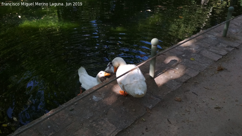 Carmen de los Mrtires. Lago - Carmen de los Mrtires. Lago. Patos