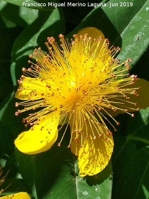 Barba de Aarn - Barba de Aarn. Flor. Carmen de los Mrtires - Granada
