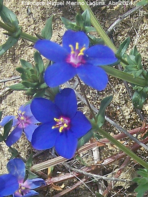 Muraje - Muraje. Flores azules. Santa Potenciana - Villanueva de la Reina
